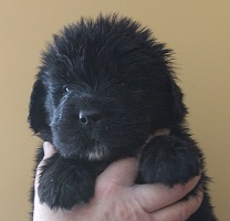 Newfoundland pup image: Russell
