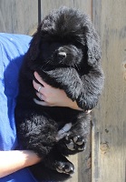 Newfoundland pup Sadie May at 6 weeks 