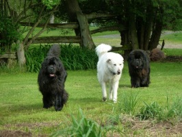 Newfoundland dogs: Sammy, Mattie (Pyrenees) & Ike (behind)