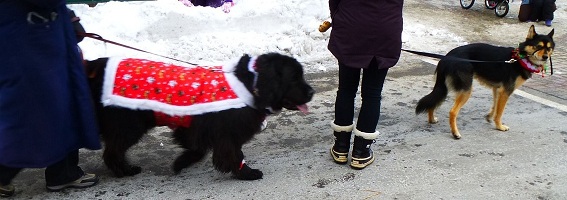 Sammy in the Santa Claus parade