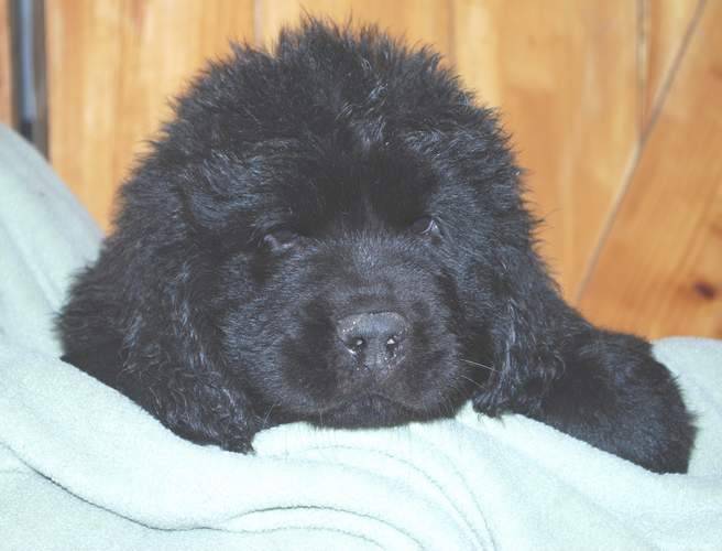 Image of 8 week old Newfoundland pup.