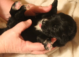 Newfoundland pup image: Skyla at 10 days