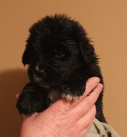 Newfoundland pup image: Skyla at 3 weeks