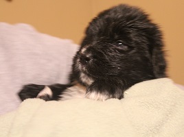 Newfoundland pup image: Skyla at 3 weeks