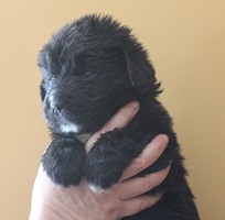 Newfoundland pup image: Skyla