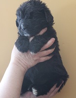 Newfoundland pup image: Skyla