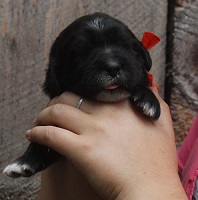 Newfoundland puppy: Sophie