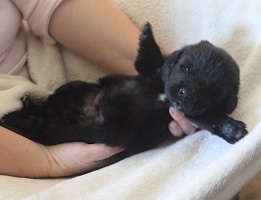 Newfoundland pup image: Steele at 2 weeks