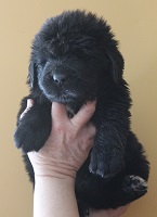Newfoundland pup image: Steele