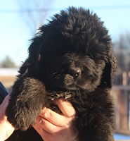 Newfoundland pup image: Sunny