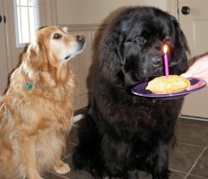 Tillie celebrating her 1st birthday with Monty