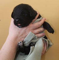 Newfoundland pup image: Trent at 2 weeks
