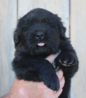 Newfoundland pup image: Hudson at 3 weeks