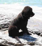 Newfoundland pup: Truman