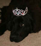 Truman wearing a crown for Halloween
