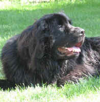 Newfoundland dog image: Tucker