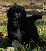 Photo of Newfoundland puppy: Tux