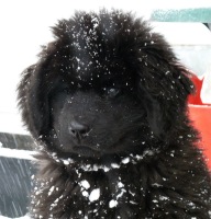 Newfoundland pup 'Winchester (Ike x Mabel pup)