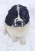 Landseer pup: Winston