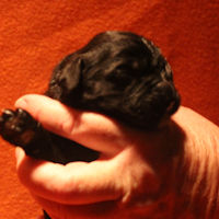 Newfoundland puppy: Zach