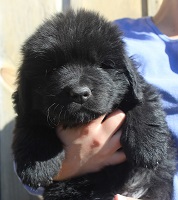 Newfoundland puppy: Zach