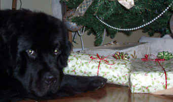 Zeppelin with his Christmas gifts