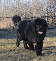 Newfoundland dog: Zeus 