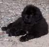 Newfoundland puppy photo: Cumara's Zoey (Cruiser x Rosie)