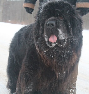 Newfoundland stud dog Ike