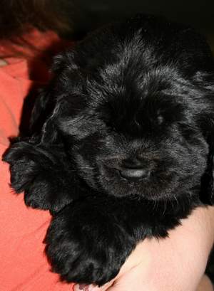 Newfoundland puppy image;  Zelda at 5 weeks